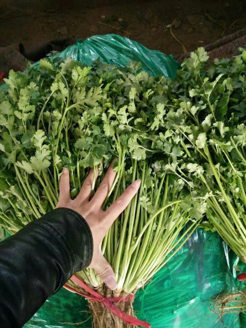 安丘铁杆青香菜冷库香菜大量低价供应可加工高矮规格多样