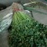 安丘铁杆青香菜冷库香菜大量低价供应可加工高矮规格多样