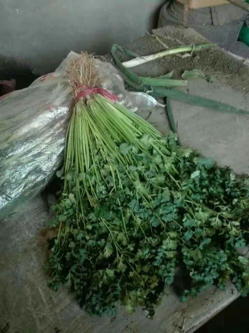 安丘铁杆青香菜冷库香菜大量低价供应可加工高矮规格多样
