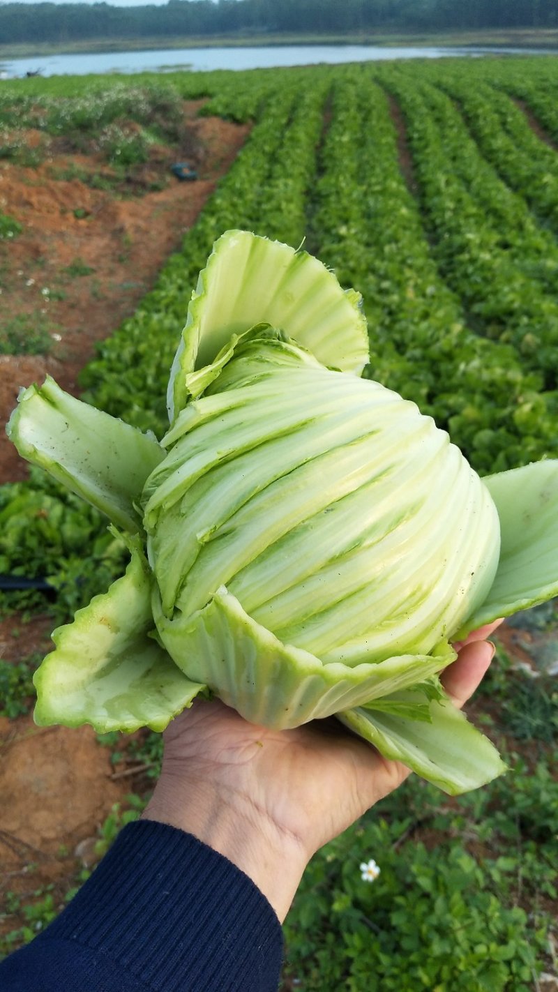 广西南宁横县包心芥菜开始上市