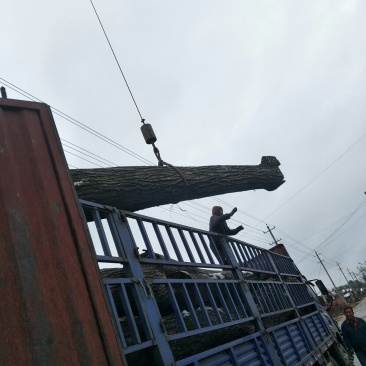 榆树原木，核桃木，楸木