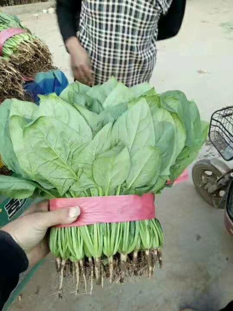 大叶菠菜25～30厘米精品商超直供
