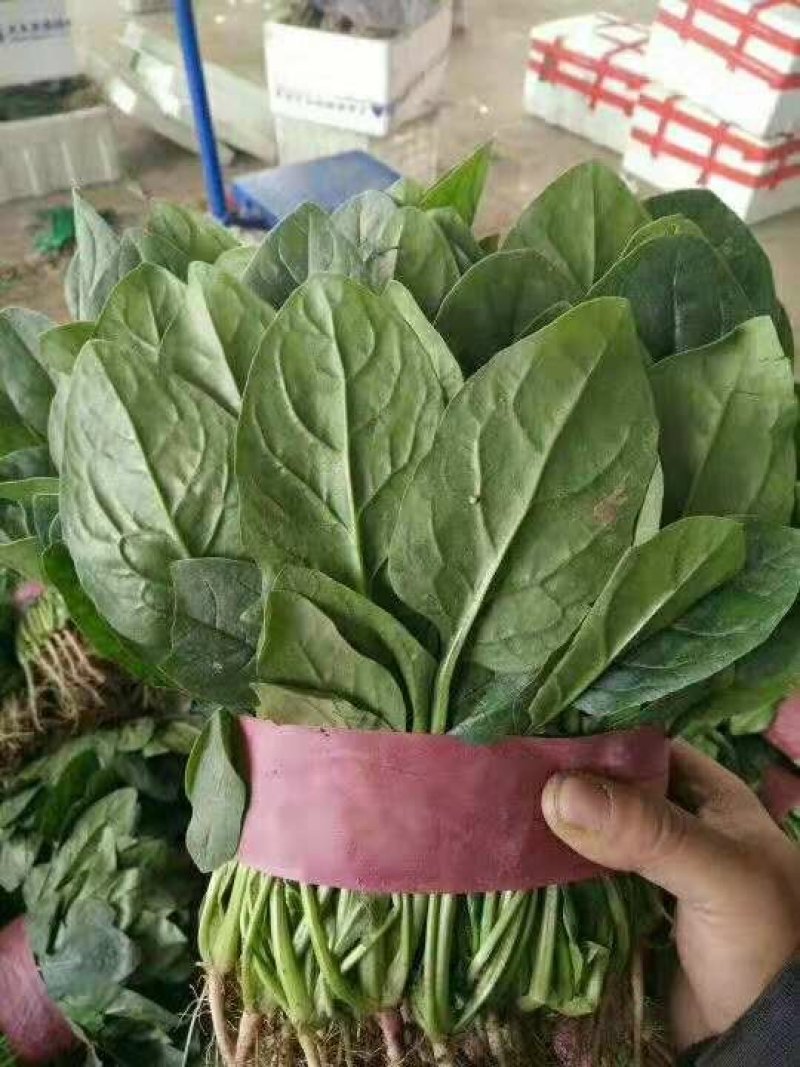 大叶菠菜25～30厘米精品商超直供