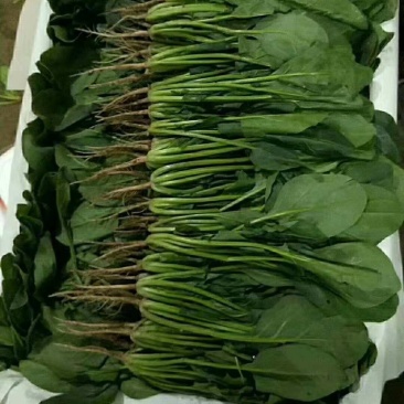 大叶菠菜25～30厘米精品商超直供