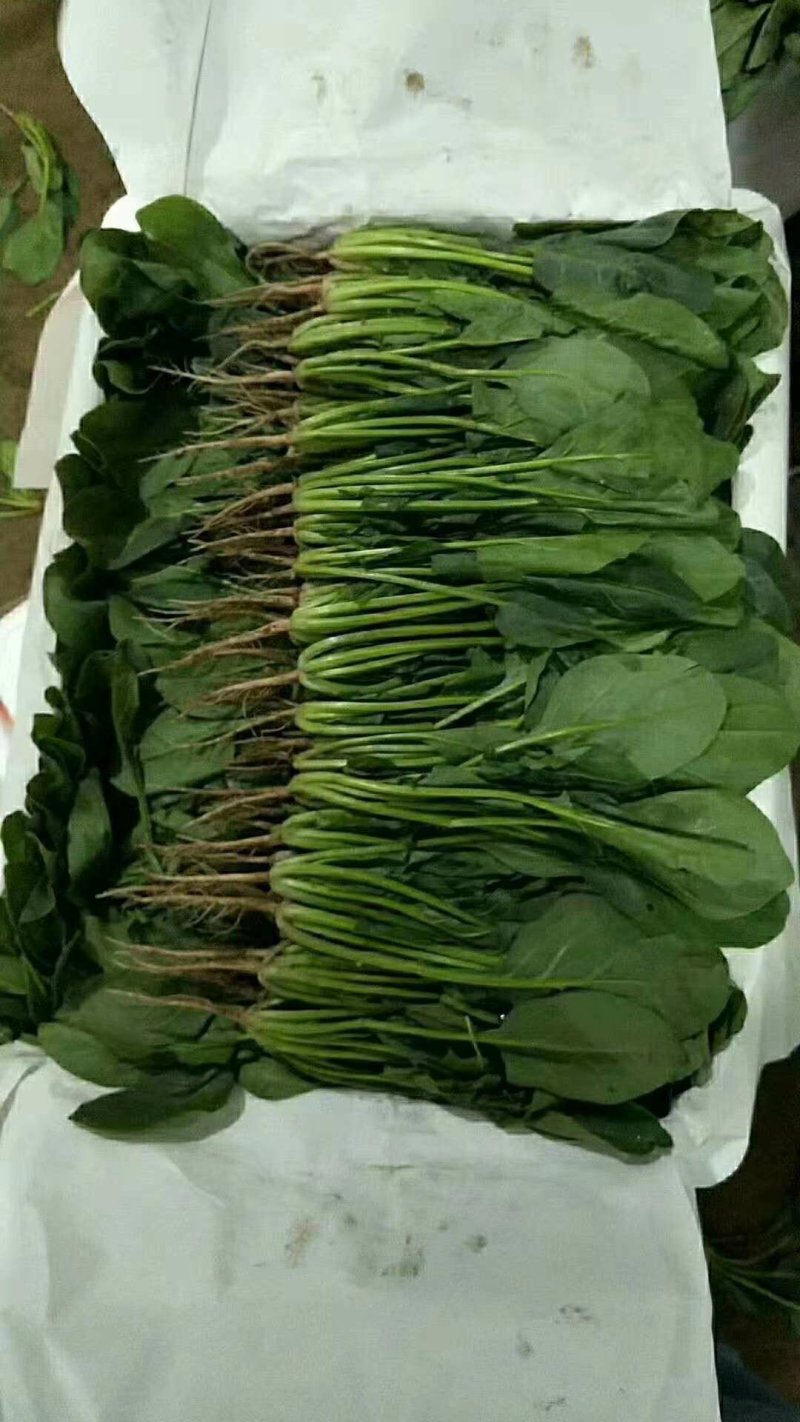 大叶菠菜25～30厘米精品商超直供
