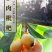 米易芭蕉青早钟枇杷，自产自销，一件代发，支持有渠道出货