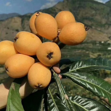 米易芭蕉青早钟枇杷，自产自销，一件代发，支持有渠道出货