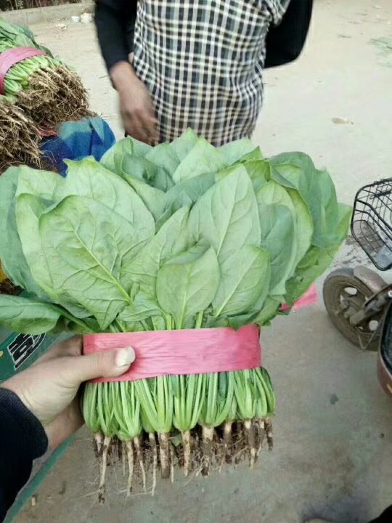大叶菠菜20~25厘米一手货源值得采购