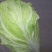 白菜