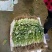大叶香菜