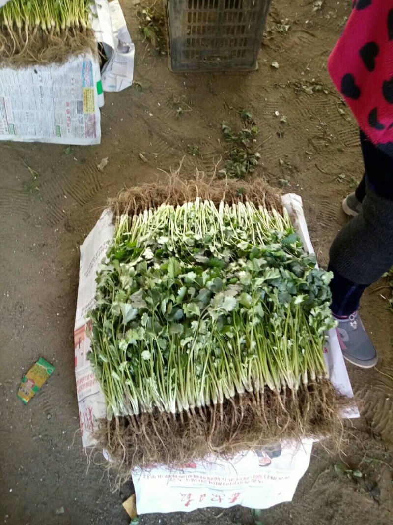 大叶香菜