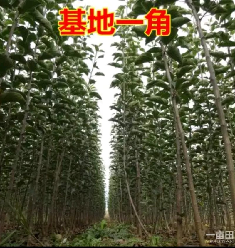 山东烟台脱毒苹果树苗，M26，M9