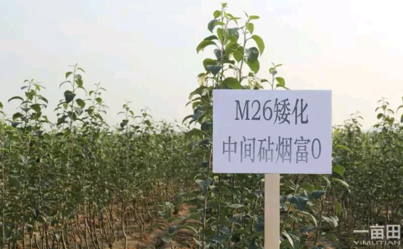 山东烟台脱毒苹果树苗，M26，M9