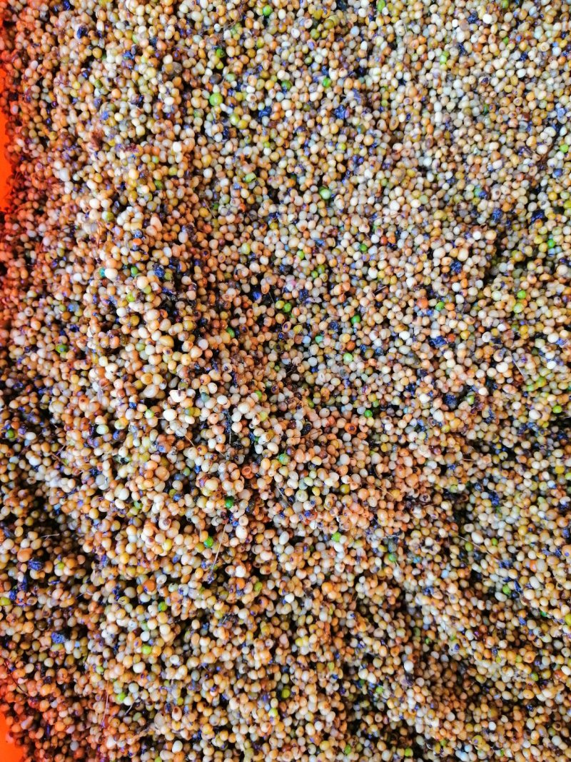 黄精种子，去皮净籽