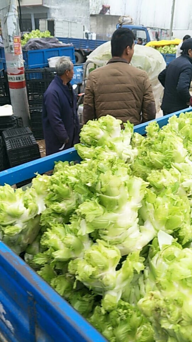 砀山儿菜大量上市