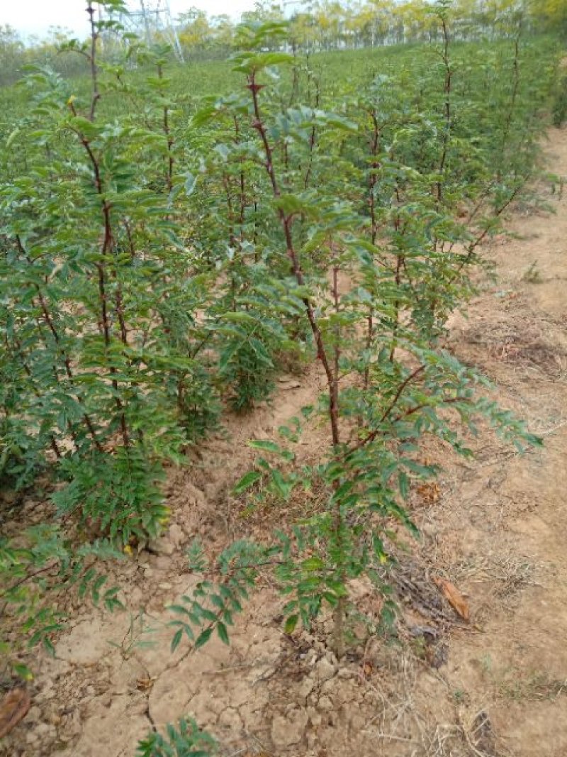 花椒苗品种纯苗大红袍
