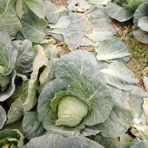 甘兰，青菜，苤蓝，芹菜，菜花，大白菜