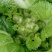 四川儿菜