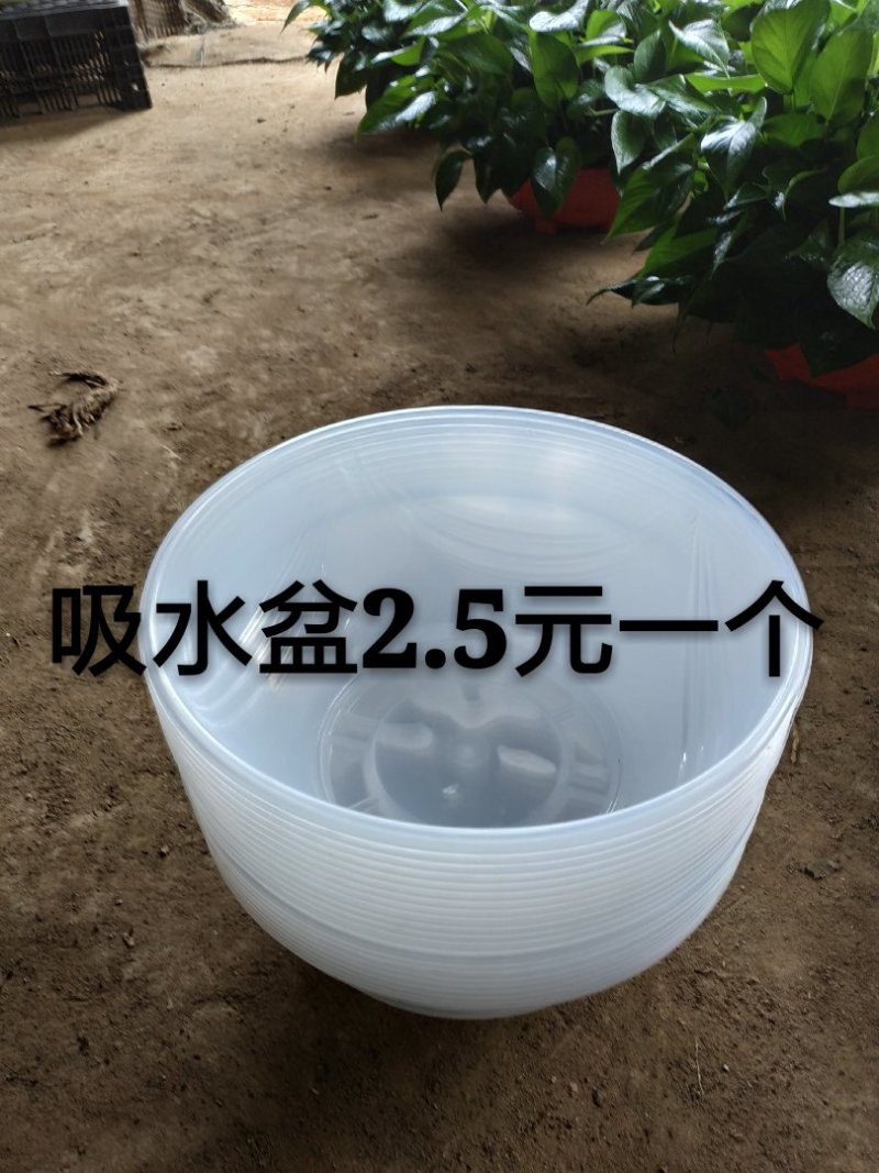 360#高脚红盆纯椰糠AA货