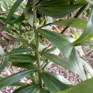 四川姜型多花不倒苗黄精块茎种植专用，高产型黄精