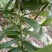 四川姜型多花不倒苗黄精块茎种植专用，高产型黄精