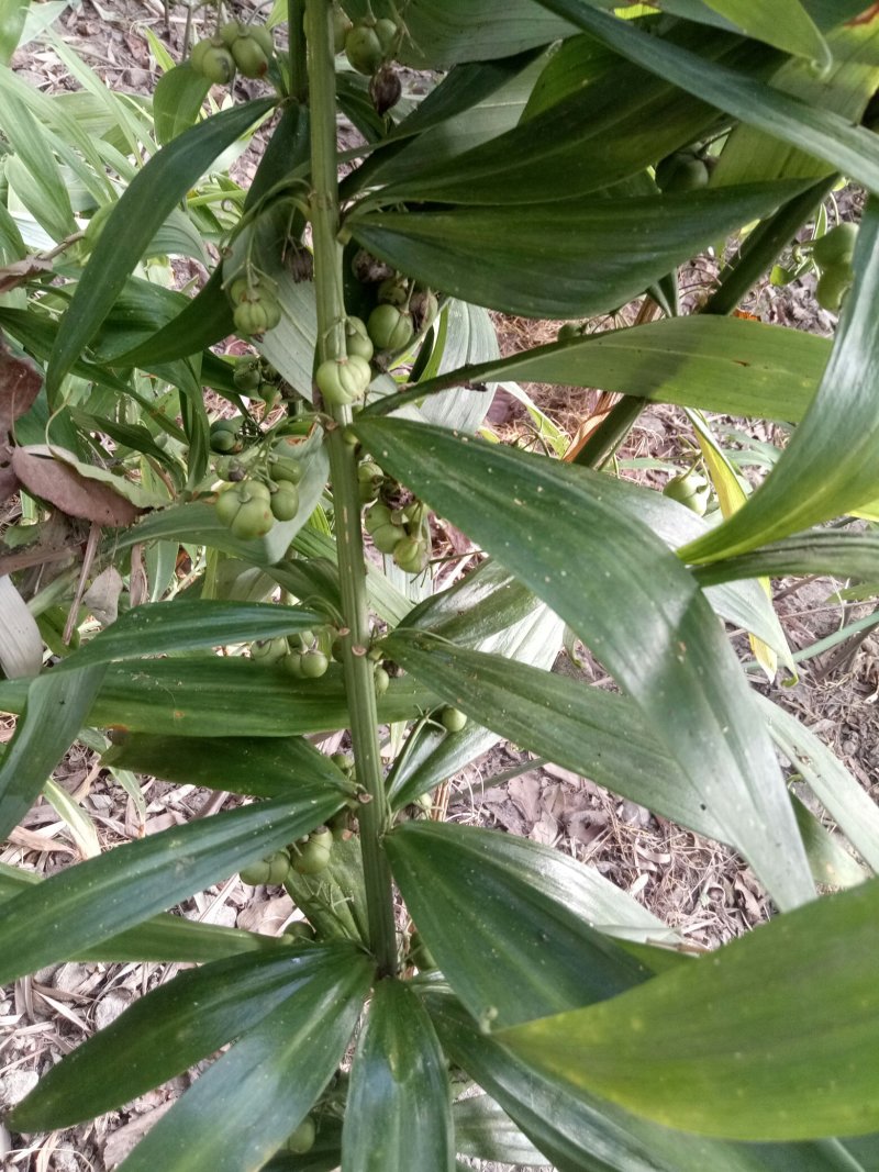 四川姜型多花不倒苗黄精块茎种植专用，高产型黄精