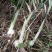 四川姜型多花不倒苗黄精块茎种植专用，高产型黄精