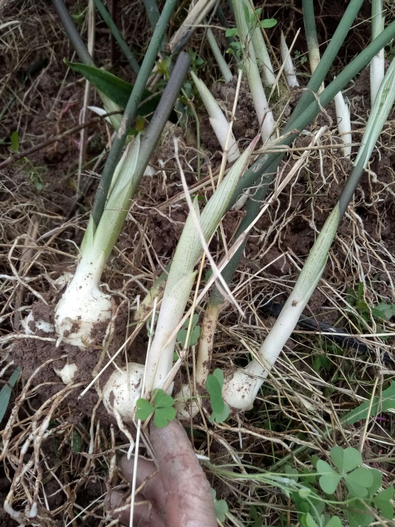 四川姜型多花不倒苗黄精块茎种植专用，高产型黄精