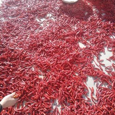 小米椒