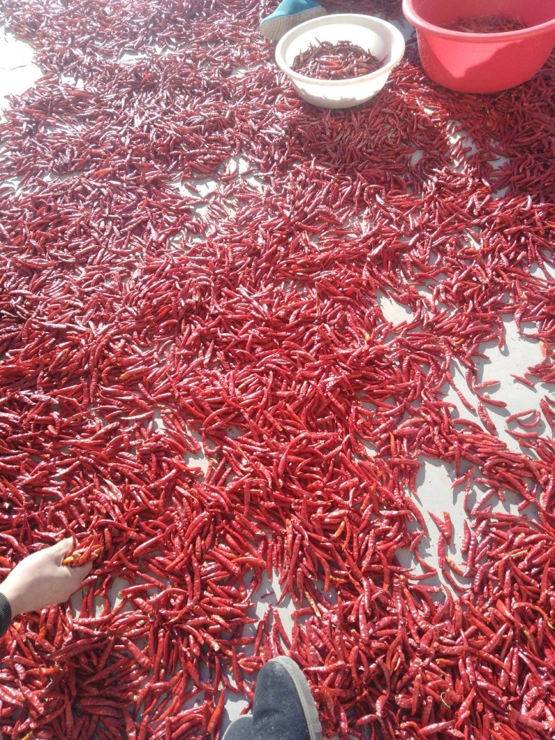 小米椒
