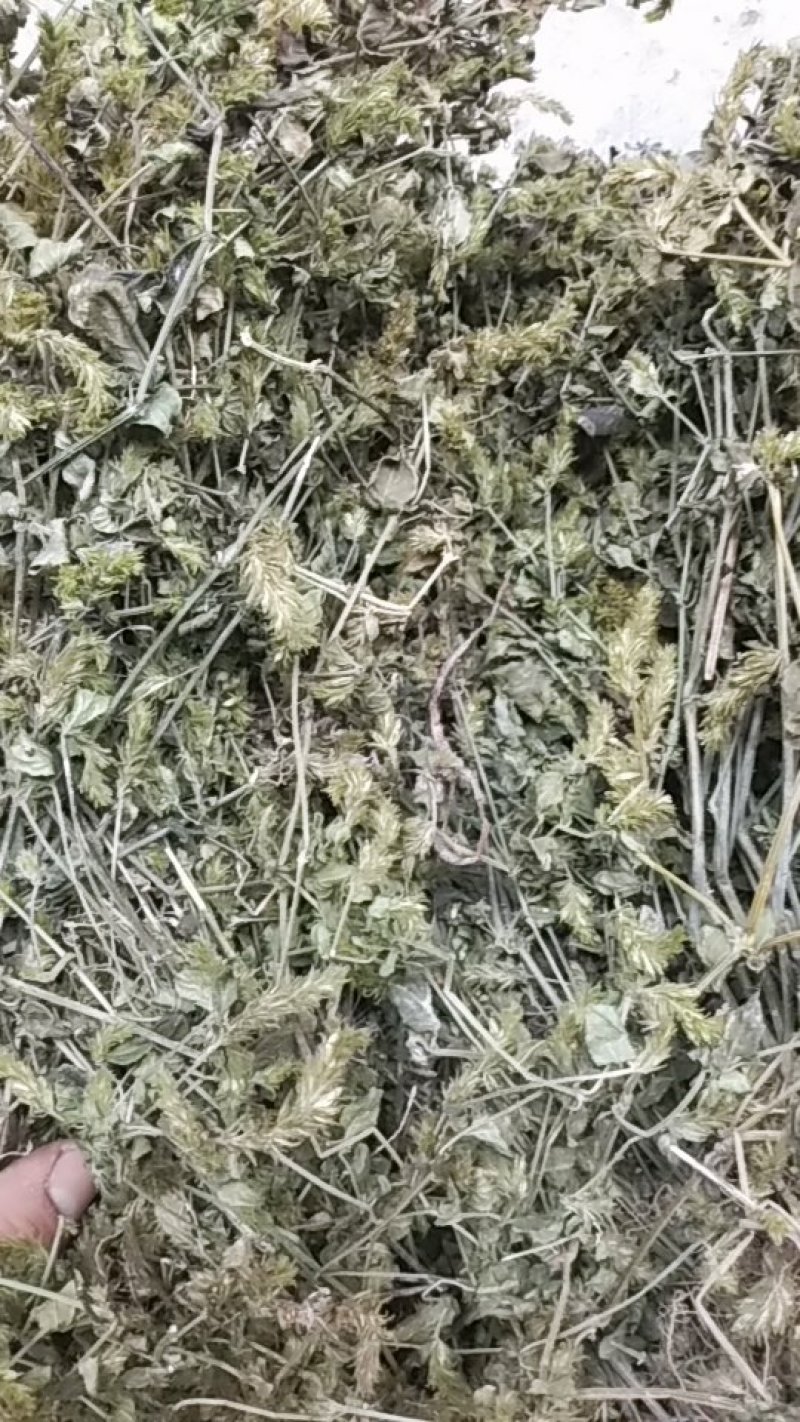 爵床（小青草）