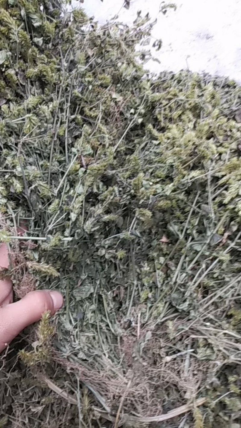 爵床（小青草）