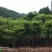 毛竹，楠竹，毛竹实生苗，福建毛竹苗，
