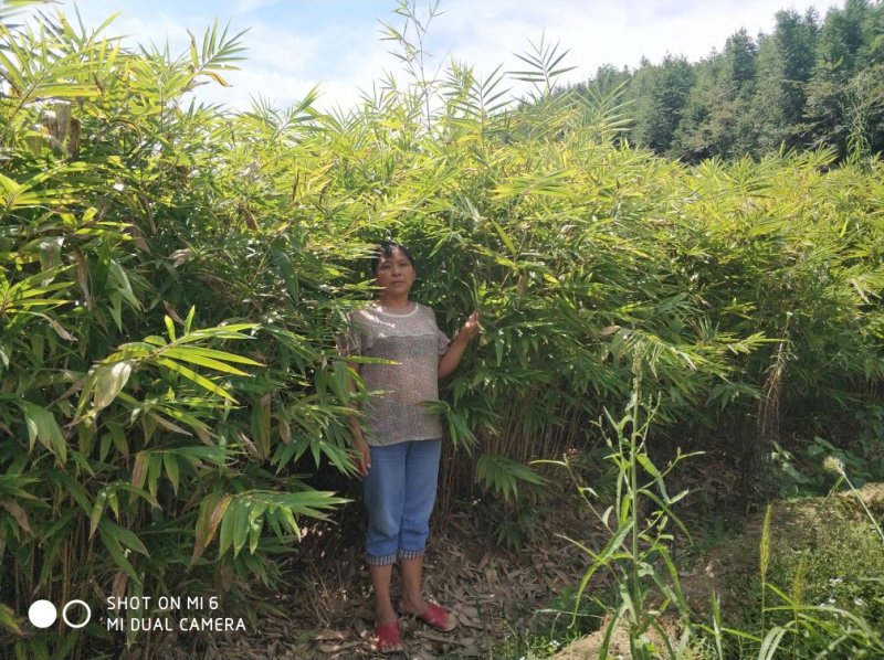毛竹，楠竹，毛竹实生苗，福建毛竹苗，