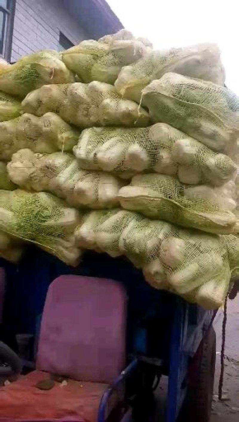 【精品】娃娃菜基地供应一首货源产地销售