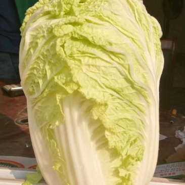 【精品】娃娃菜基地供应一首货源产地销售