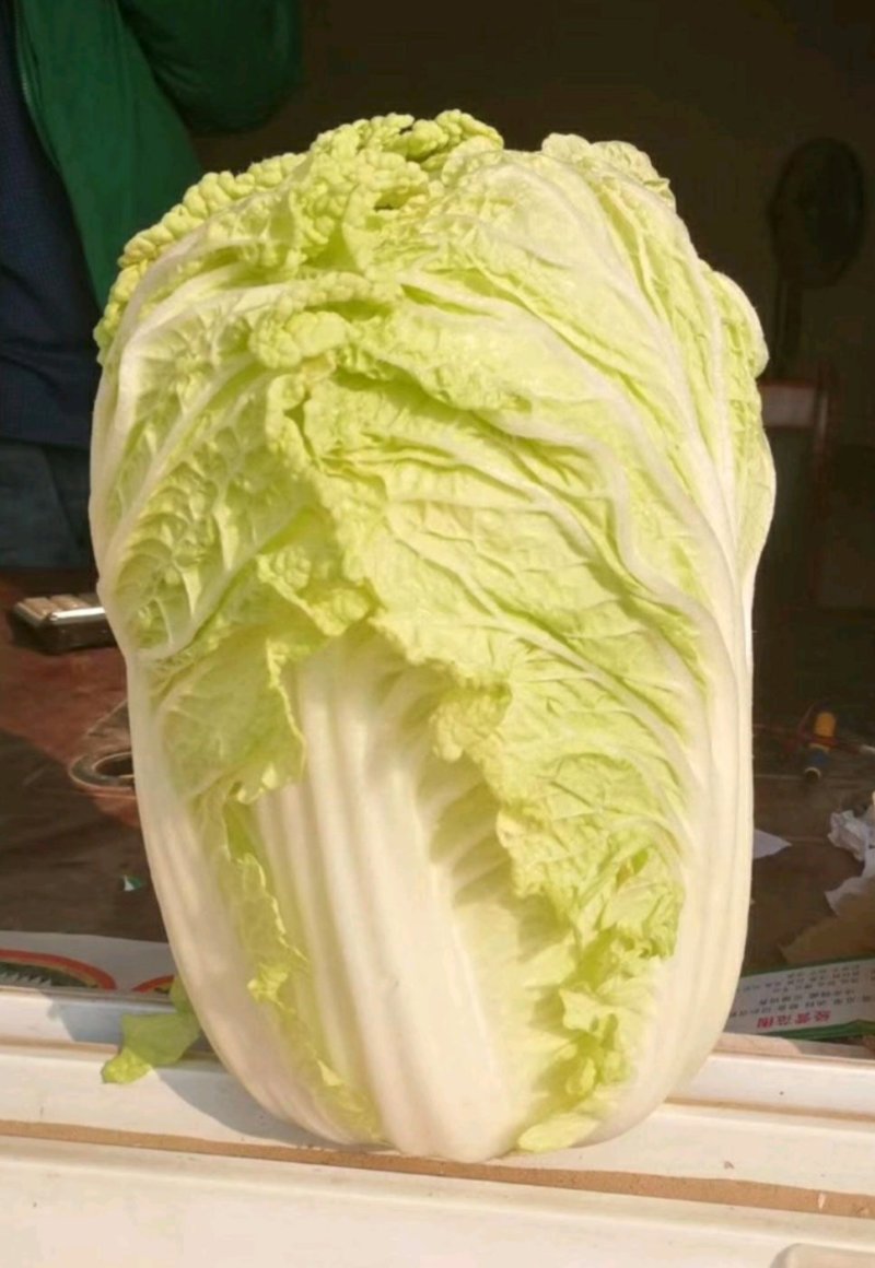 【精品】娃娃菜基地供应一首货源产地销售