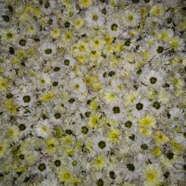 新鲜怀菊花