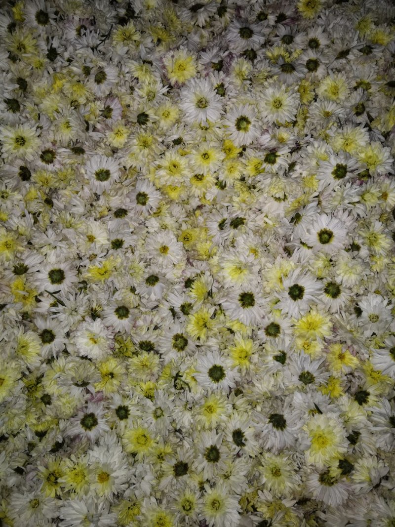 新鲜怀菊花