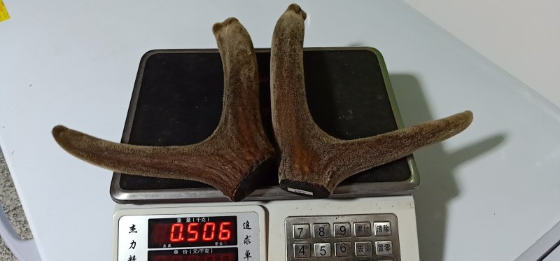 鹿茸