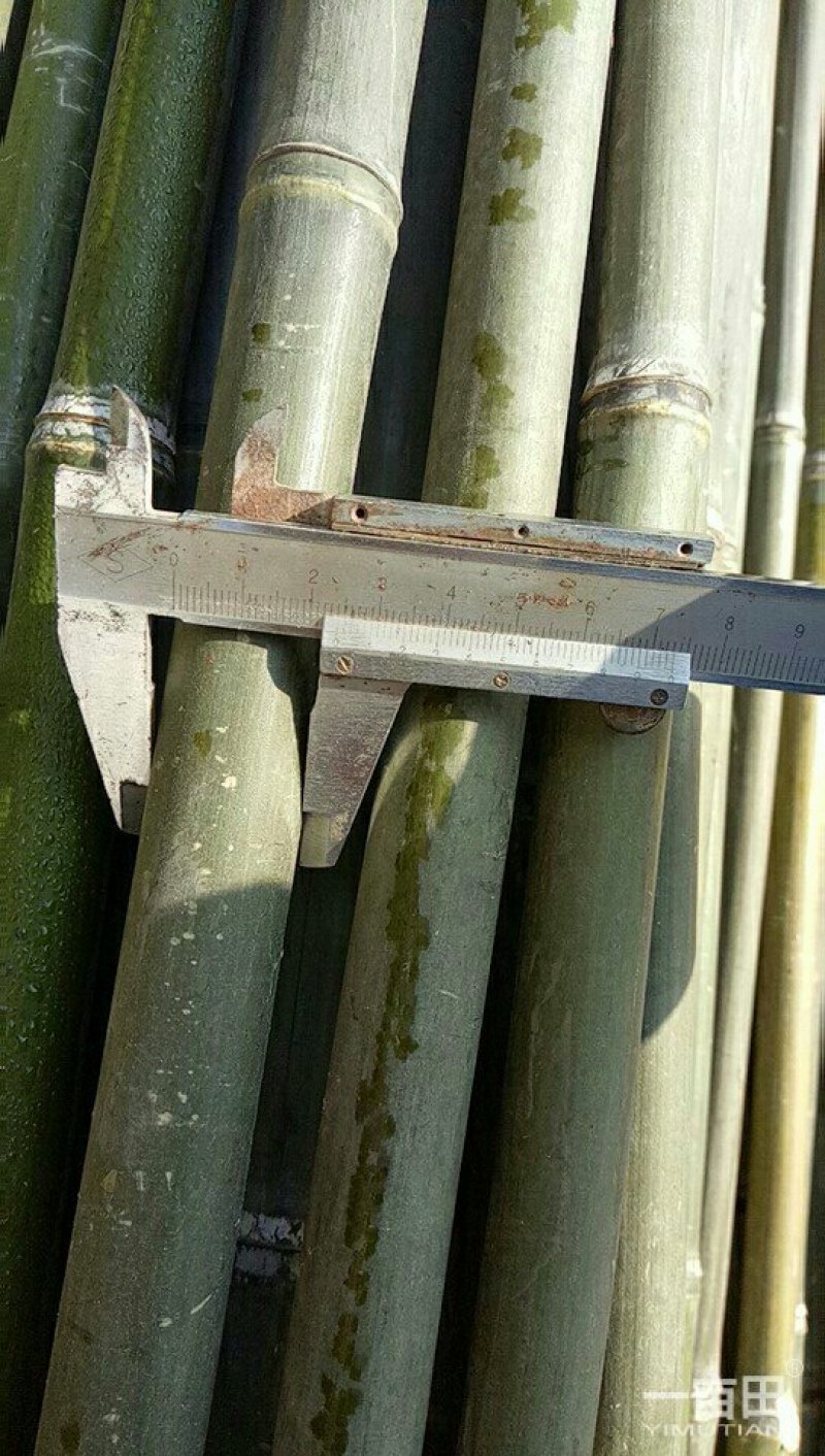 竹竿