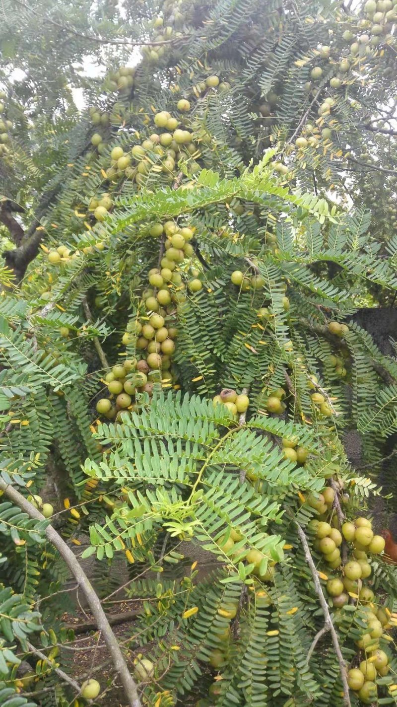 油甘子