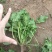 荠荠菜