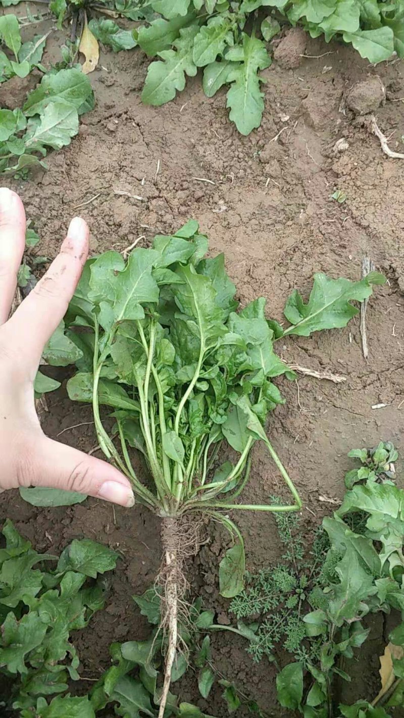荠荠菜