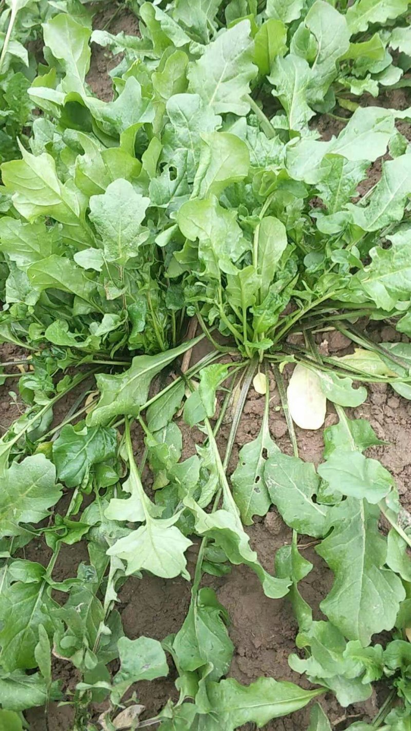 荠荠菜
