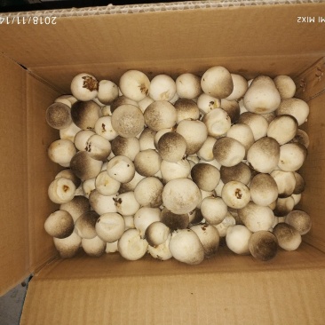 食用菌