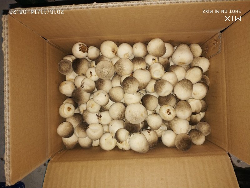 食用菌