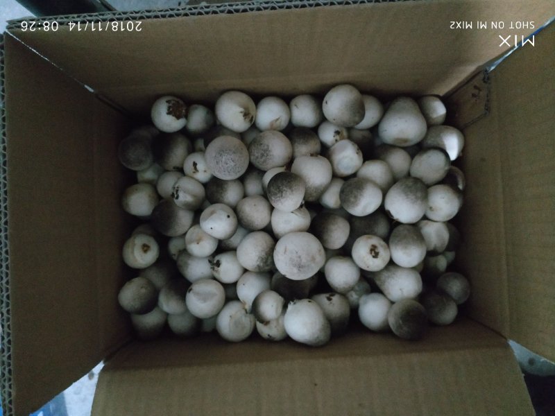 食用菌