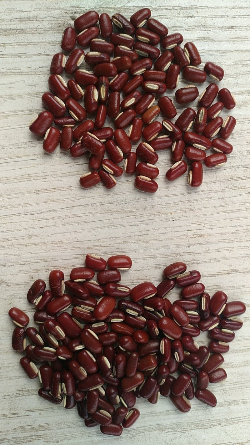 赤小豆