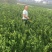 纽荷尔脐橙苗/树人农林/纯度和品质保证，签订合同技术指导
